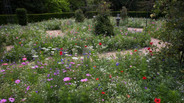 Wildflowers planted in the flower borders of the Rose Garden at Nymans